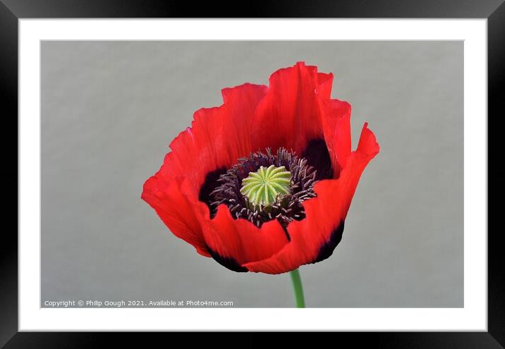 Poppy Papaveroideae plant Framed Mounted Print by Philip Gough