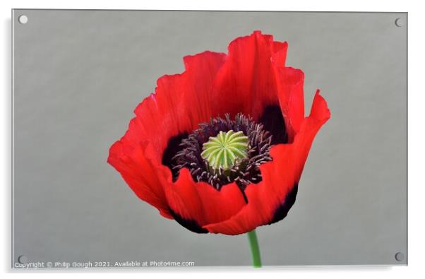 Poppy Papaveroideae plant Acrylic by Philip Gough