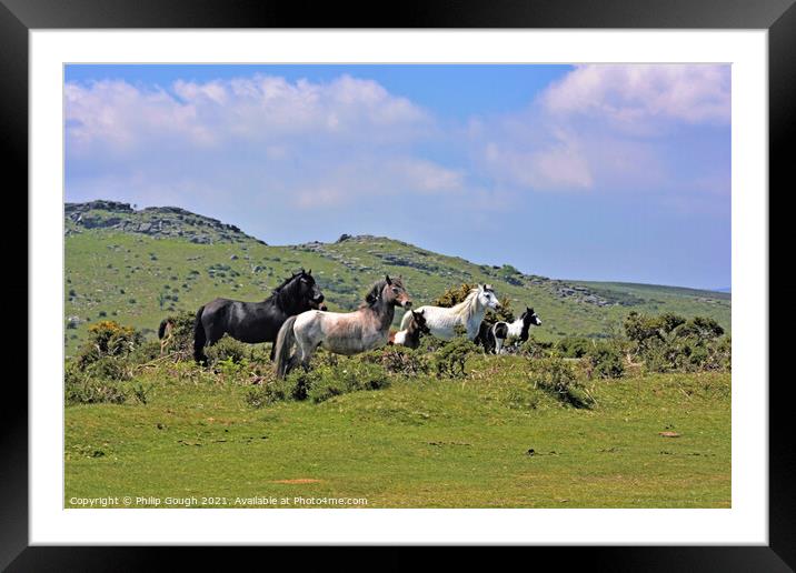 Wild Dartmoor Ponies in the landscape Framed Mounted Print by Philip Gough