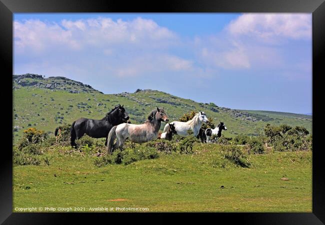 Wild Dartmoor Ponies in the landscape Framed Print by Philip Gough