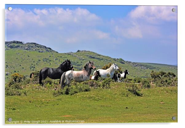 Wild Dartmoor Ponies in the landscape Acrylic by Philip Gough
