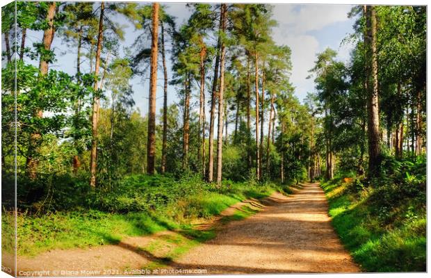 Cannock Chase Walk Staffordshire Canvas Print by Diana Mower