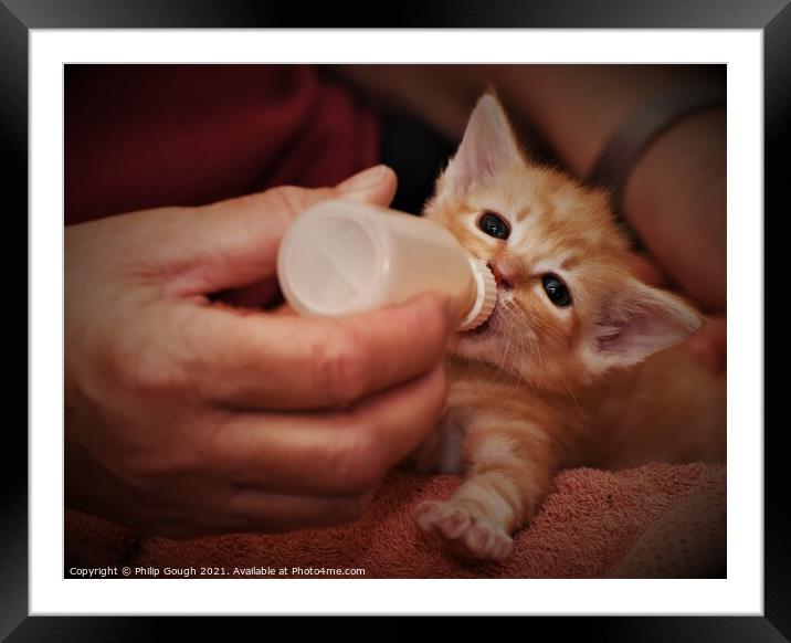 A person feeding a kitten Framed Mounted Print by Philip Gough