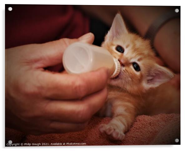 A person feeding a kitten Acrylic by Philip Gough