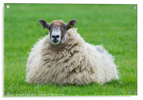 Lone sheep in a field Acrylic by Geoff Smith