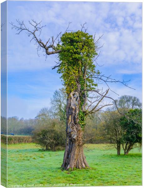 Tree with arms in Spring Canvas Print by Geoff Smith