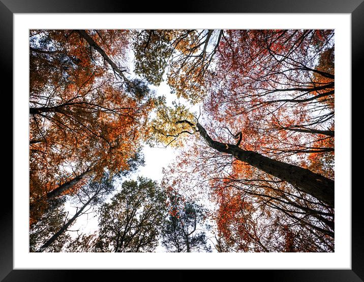 Northumberland Woodland in Autumn Framed Mounted Print by Gary Clarricoates