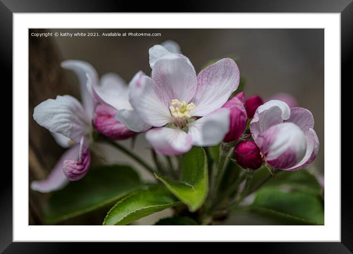 apple,blossoms,Beautiful pink Apple blossom Framed Mounted Print by kathy white