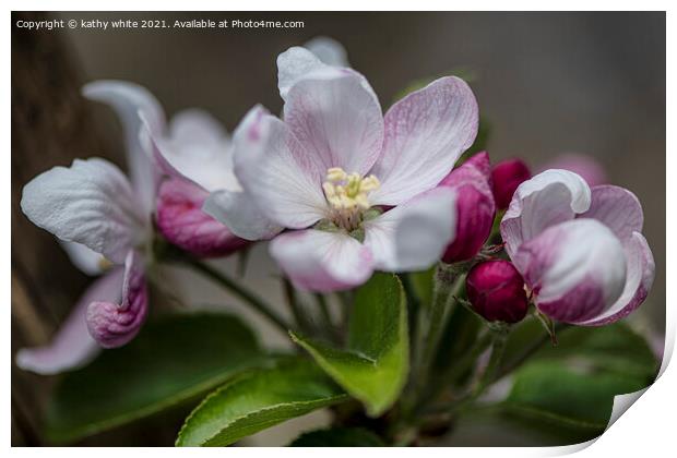apple,blossoms,Beautiful pink Apple blossom Print by kathy white