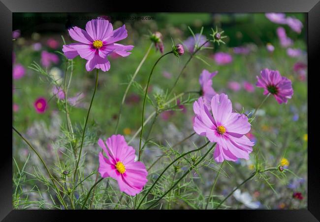 Pink Wild Flowers Framed Print by Jo Sowden