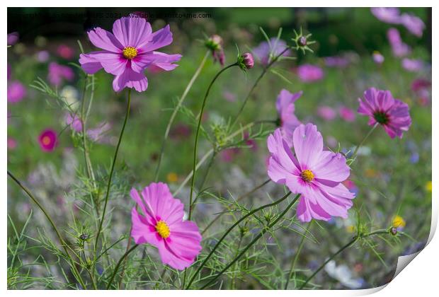 Pink Wild Flowers Print by Jo Sowden