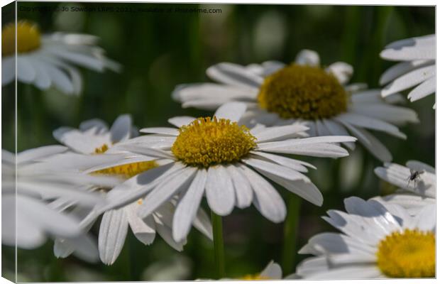 Daisies Canvas Print by Jo Sowden