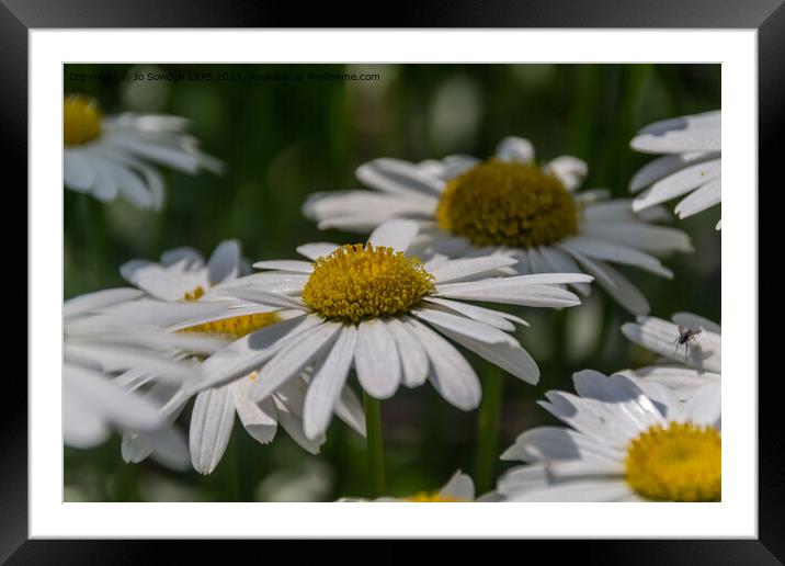 Daisies Framed Mounted Print by Jo Sowden