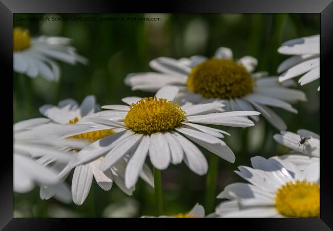 Daisies Framed Print by Jo Sowden