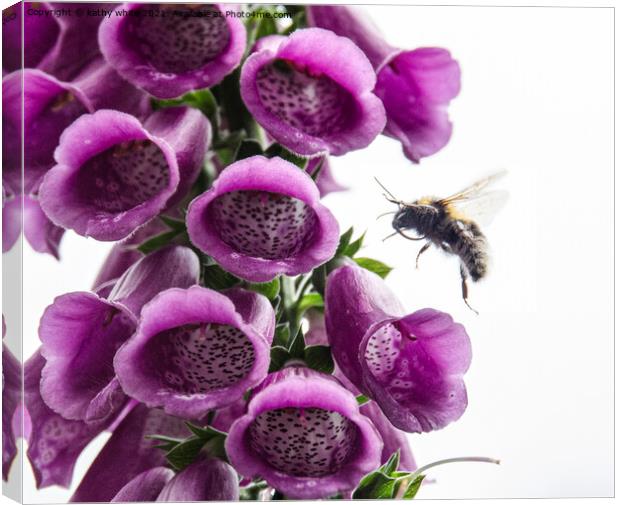 Bee on a Foxglove flowers  Canvas Print by kathy white