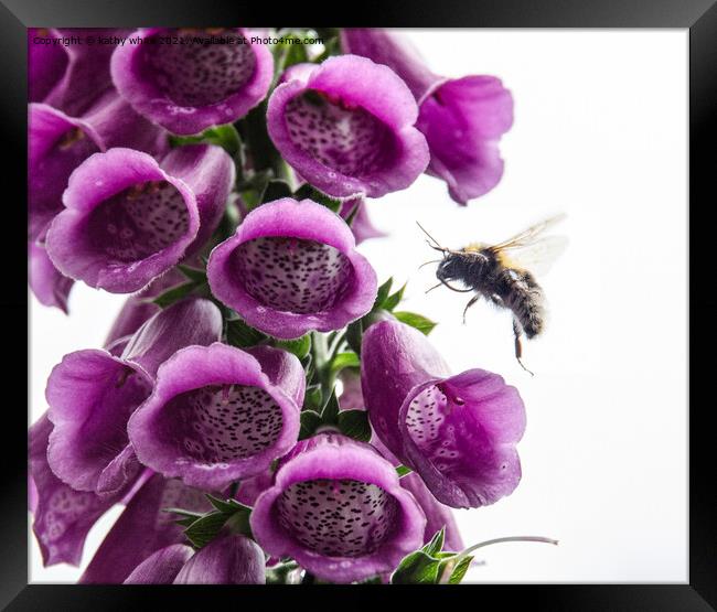 Bee on a Foxglove flowers  Framed Print by kathy white
