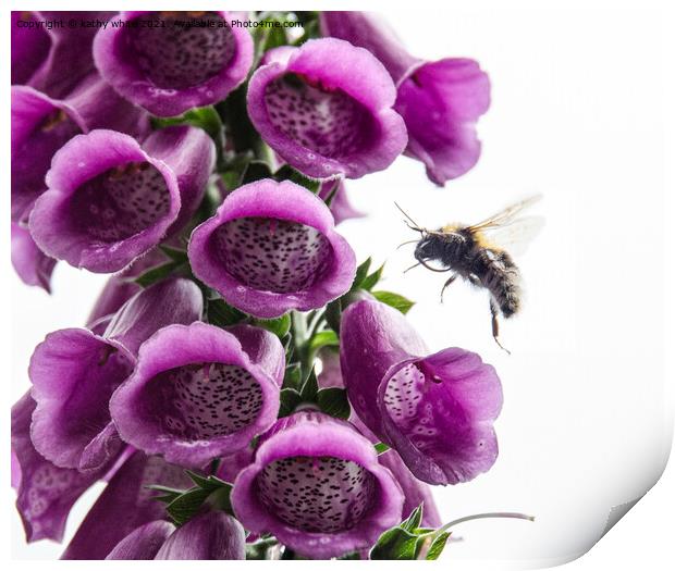 Bee on a Foxglove flowers  Print by kathy white