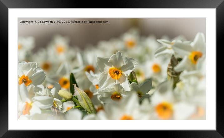 White Daffodils Framed Mounted Print by Jo Sowden
