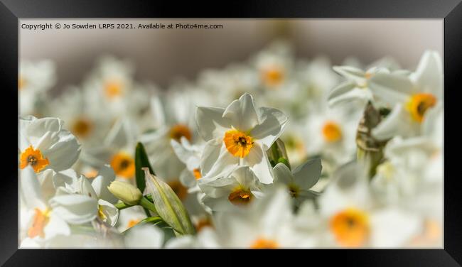 White Daffodils Framed Print by Jo Sowden