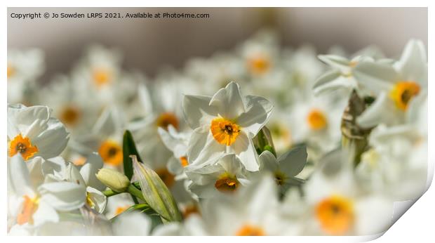 White Daffodils Print by Jo Sowden