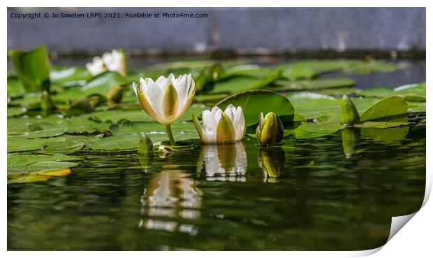 Water lily reflections Print by Jo Sowden