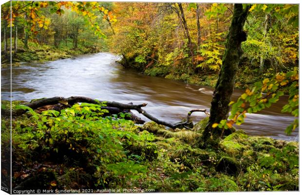 The swollen River Wharfe flows rapidly through autumnal Strid Wood Canvas Print by Mark Sunderland