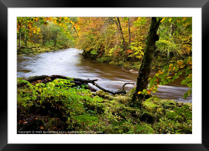 The swollen River Wharfe flows rapidly through autumnal Strid Wood Framed Mounted Print by Mark Sunderland