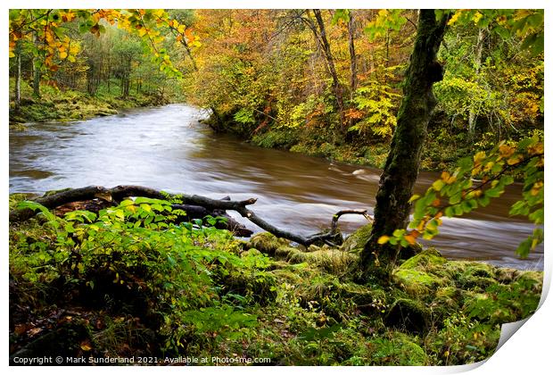 The swollen River Wharfe flows rapidly through autumnal Strid Wood Print by Mark Sunderland