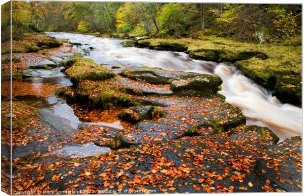 The Strid on the River Wharfe in Full Flow after Heavy Rain in Wharfedale Canvas Print by Mark Sunderland