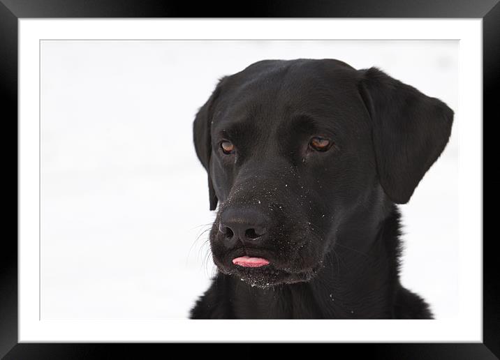 Raspberry - Black Labrador Framed Mounted Print by Simon Wrigglesworth