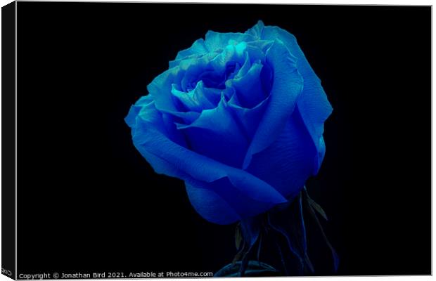 Blue Rose Canvas Print by Jonathan Bird