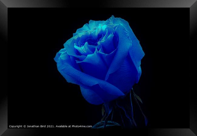 Blue Rose Framed Print by Jonathan Bird