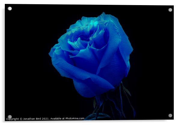 Blue Rose Acrylic by Jonathan Bird