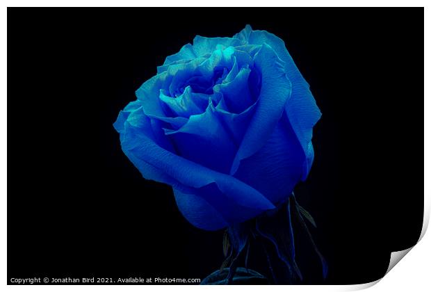 Blue Rose Print by Jonathan Bird