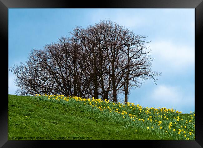 Spring daffodils on the cliffs at Southend on Sea, Essex. Framed Print by Peter Bolton