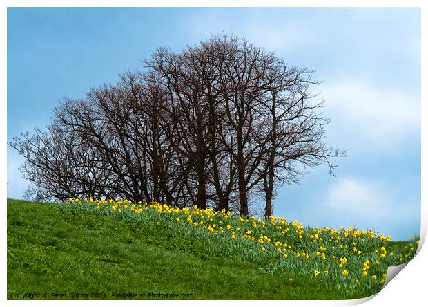 Spring daffodils on the cliffs at Southend on Sea, Essex. Print by Peter Bolton
