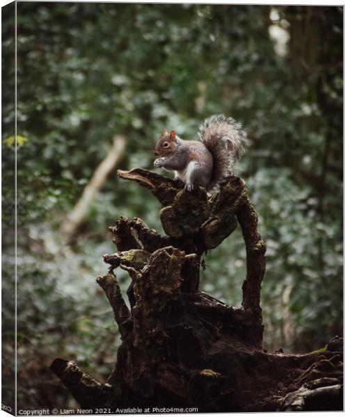 Eastham Squirrel Canvas Print by Liam Neon