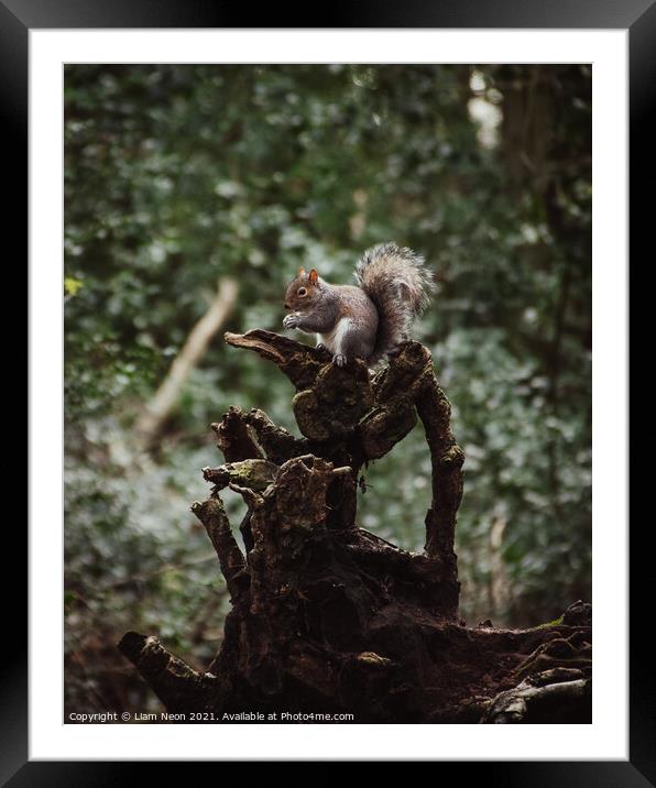Eastham Squirrel Framed Mounted Print by Liam Neon