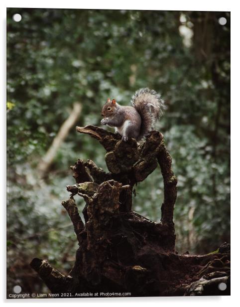 Eastham Squirrel Acrylic by Liam Neon