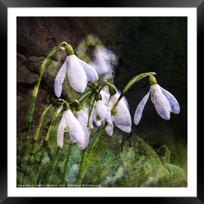 Snowdrops with grunge textured background Framed Mounted Print by Heather Sheldrick