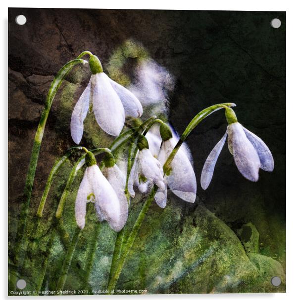 Snowdrops with grunge textured background Acrylic by Heather Sheldrick