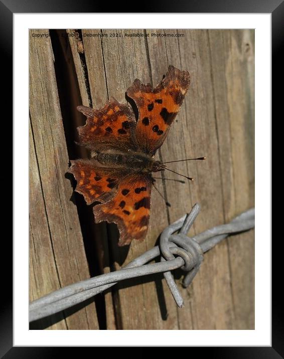 Comma Butterfly Framed Mounted Print by Elizabeth Debenham