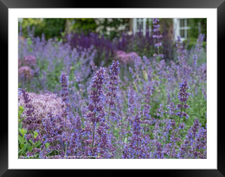Shades of Purple Framed Mounted Print by JUDI LION