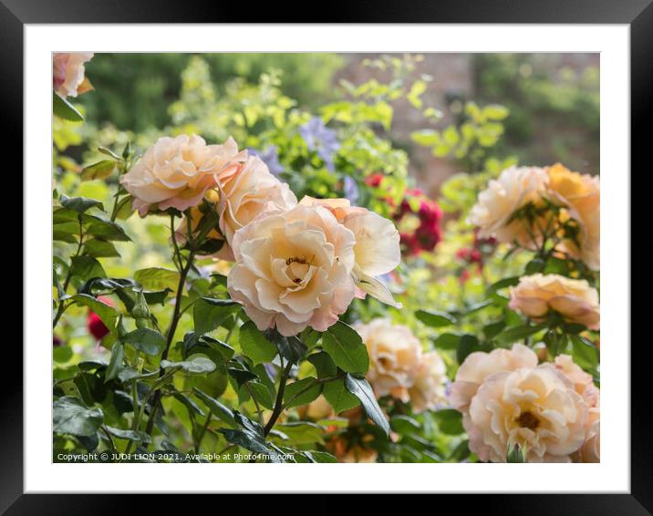Apricot Roses Framed Mounted Print by JUDI LION