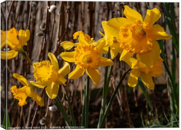 Daffodils in Bloom Canvas Print by Mark Ward