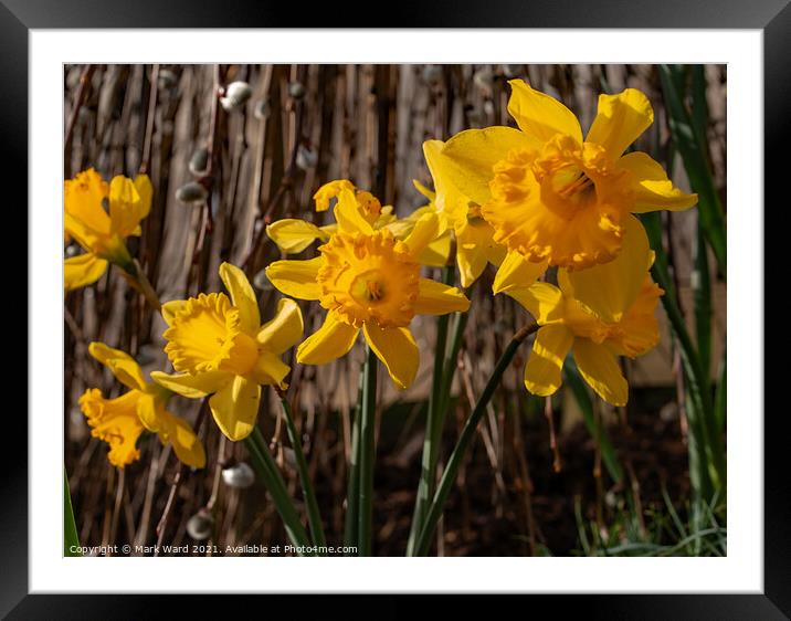 Daffodils in Bloom Framed Mounted Print by Mark Ward