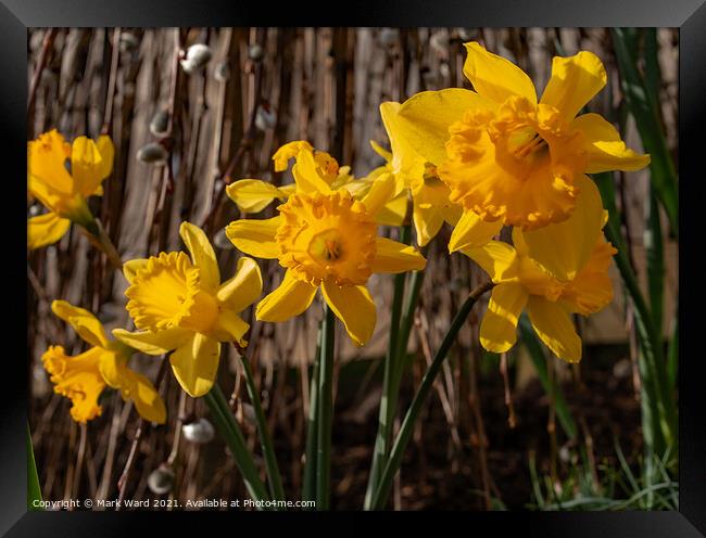 Daffodils in Bloom Framed Print by Mark Ward