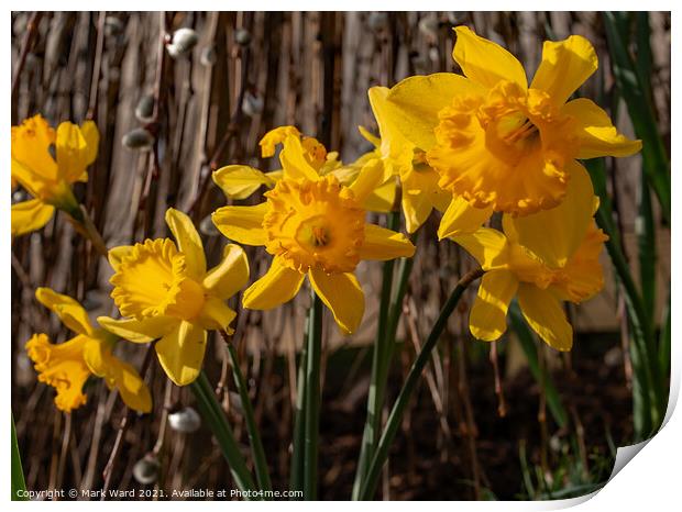Daffodils in Bloom Print by Mark Ward