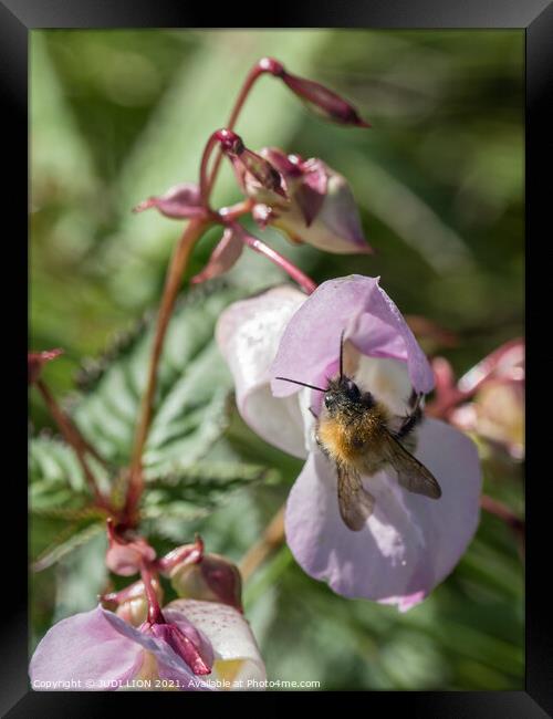 Honeybee in Himalayan Balsam Framed Print by JUDI LION