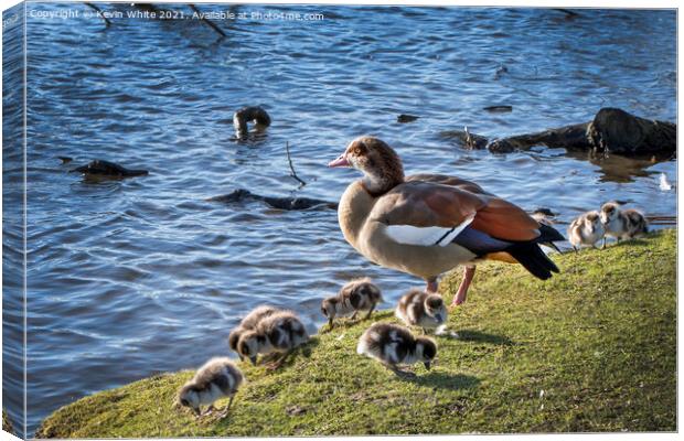 Egyptian goose with her goslings Canvas Print by Kevin White